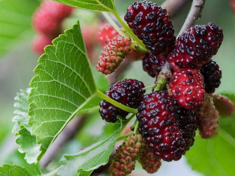 Шелковица купить саженцы из питомнике в Серпухове