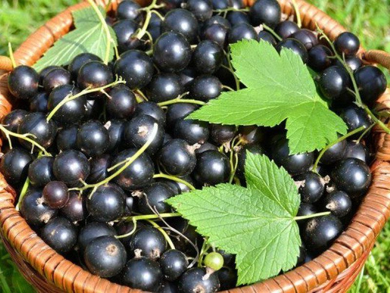 Смородина купить саженцы из питомника в Серпухове