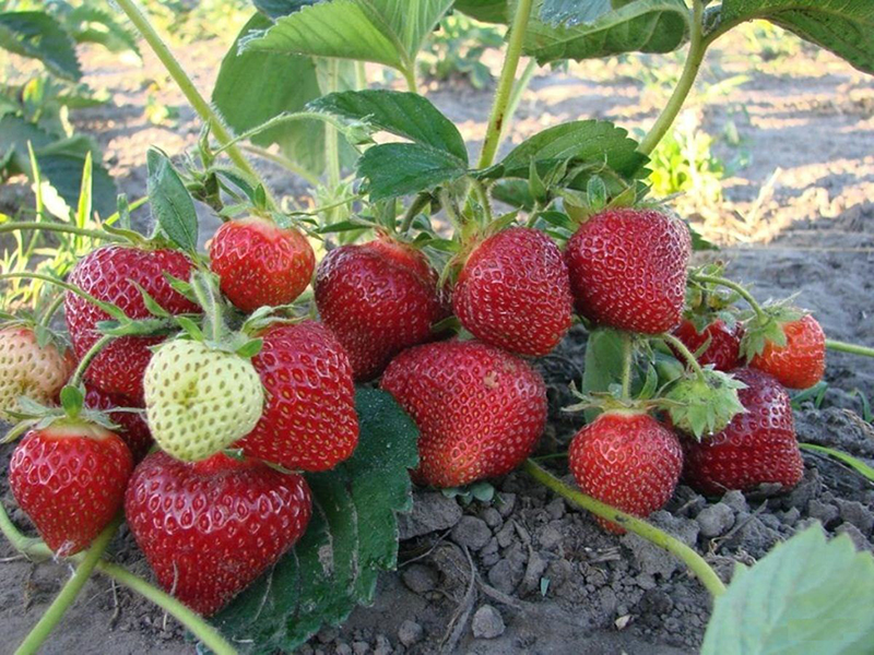 Клубника купить саженцы из питомника в Серпухове