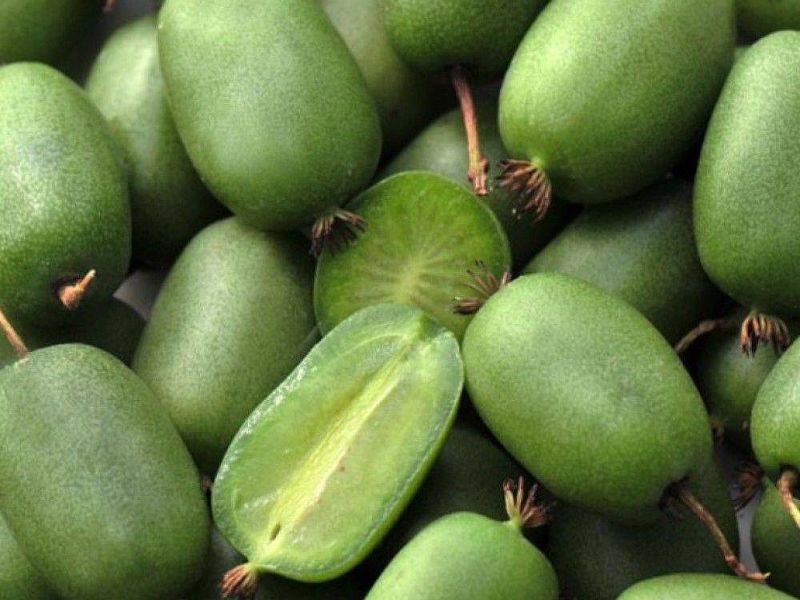Актинидия купить саженцы из питомнике в Серпухове