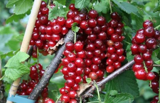 Смородина "УРАЛЬСКАЯ КРАСАВИЦА"