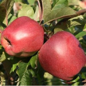 Яблоня "ГЛОСТЕР"